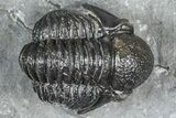 Detailed Gerastos Trilobite Fossil - Morocco #363960-3